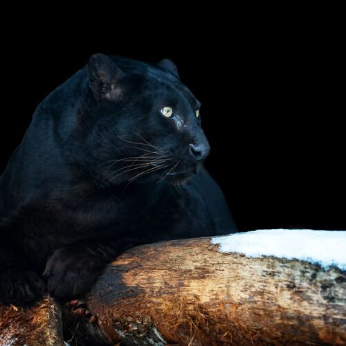 The role of big cats in Panama’s ecosystem, by Max van Rijswijk